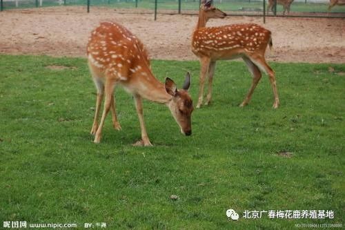 在传说故事中，   梅  花  鹿也是神圣的动物之一，常出当前神话传说中，为人们带来福气和祥瑞。