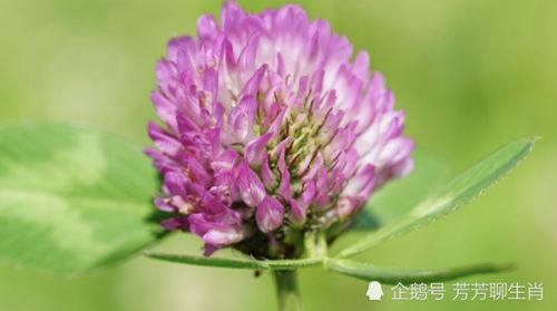 属蛇11月份财运如何？运势怎样？