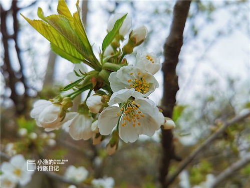 春天来了花儿者阝开了不去堪一眼真的亏大了！