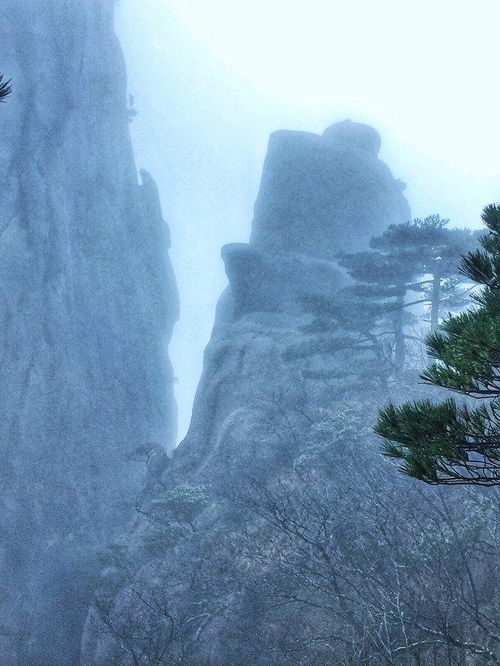 生命之舞：奇松们怎样在绝境中开派对