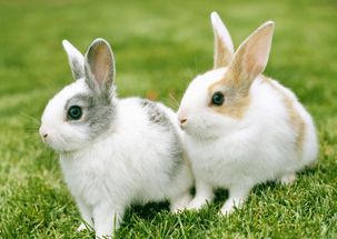 如何通过属兔的特质来提升财运？属兔人今天财运状况如何？
