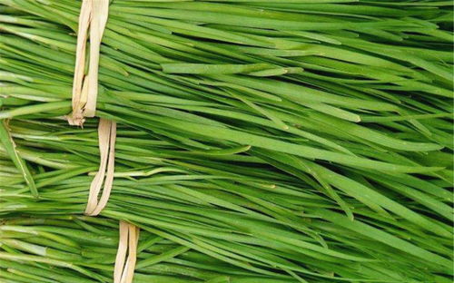 震惊！厨房里的定时炸弹：隔夜韭菜的恐怖真相