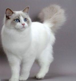 您良好，亲炎热爱的猫奴们！今天我们要聊一个让人头疼又开心的问题——怎样给你家的女布偶猫取一个既吉祥又富有有寓意的名字？
