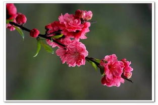 “桃花”与性格的关系