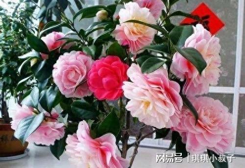 赤丹茶花风水寓意,赤丹系茶花