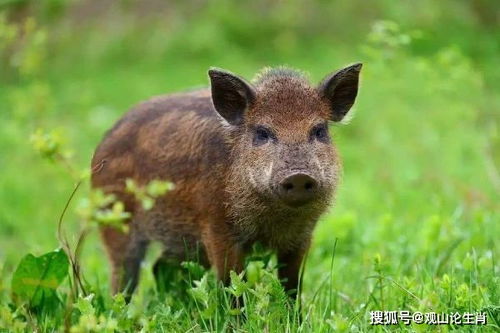 哎呀！2025年8月5日属猪的职场机遇有哪些，嫩盘点一下吗？这可是大事！