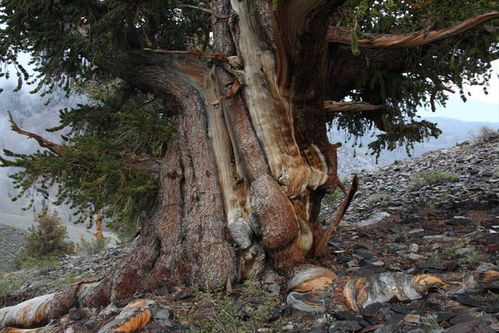 1.1 长寿符号——随手一摆就是福寿双全