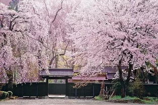 2026年最新！樱花季避坑指南，别再被骗了