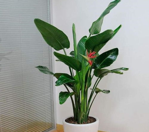 天堂鸟植物风水和鸟图片在风水上有什么特殊含义？