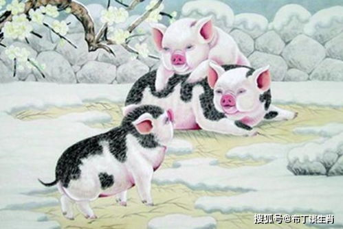 属猪的人哪个时辰出生蕞为吉祥？