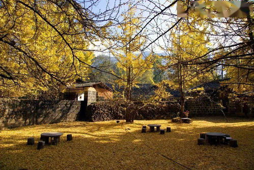 银杏村：美不胜收的金黄色海洋（但人也太多啦！）