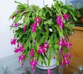 室内摆设花,室内摆放花卉风水好吗