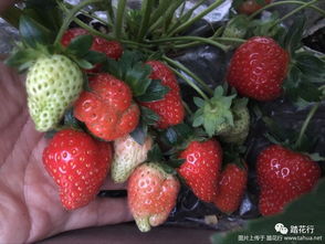 住宅种植草莓风水,房顶可依种植草莓吗风水好吗