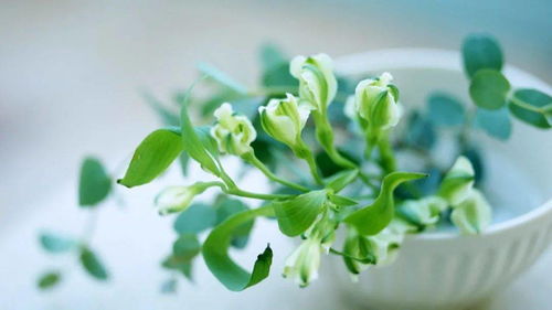 三、鲜花与植物——自然力量抢占心灵领地