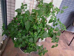 风水上植物养几盆合适,风水植物有哪些及作用