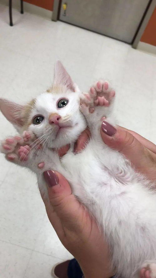 梦见猫咬我脚趾头预示着什么这梦境是否意味着不好的征兆？