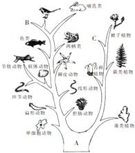 树梢命指的是树的哪个部位？这个命名有什么特殊含义？