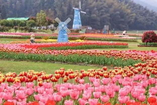 南昌郁金香园：美到窒息？贵到窒息！