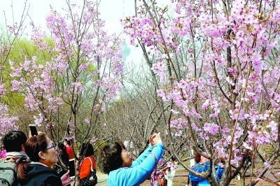 玉渊潭晚樱绽放，五大打卡地等你来赏！