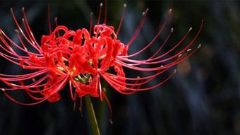 血色妖姬：彼岸花的诅咒与疯癫