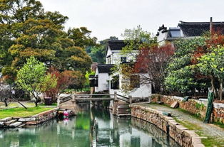 苏州西山岛乌峰顶油菜花