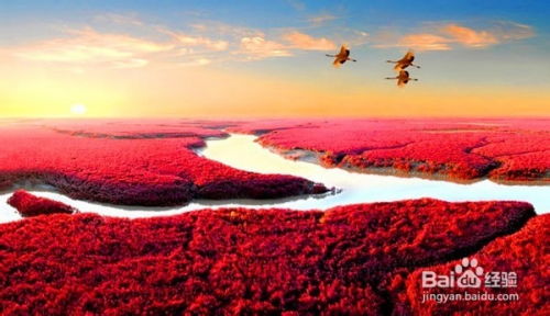 红海滩的旅行攻略