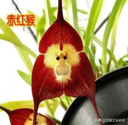猴面兰花为什么长这样,猴面兰花是什么兰