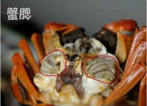 蟹的