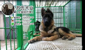 七月份哪一天适合狗场吉日，盘锦地区有哪些狗场可以改？