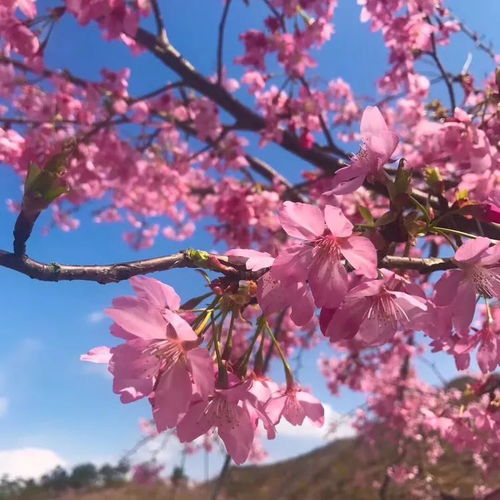 大山包， 不仅仅是花，还有鹤