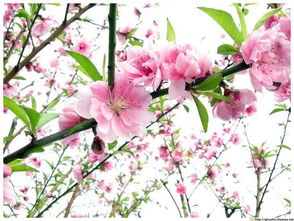 一、 春天的诱惑：丹顶山樱花盛放