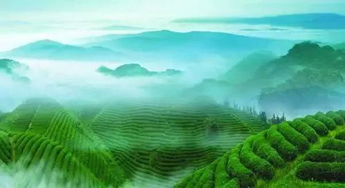 旅行篇章：走进嫩江原始森林