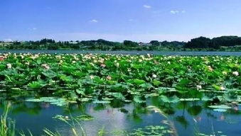 白洋淀景区：芦苇荡里的迷路记