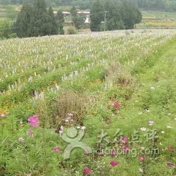 二、 官方说明片段混合版——直接粘贴，连行号都删掉了
