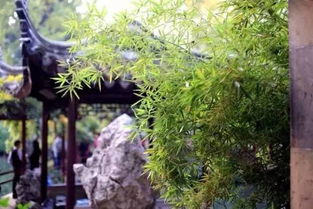 一、 春风拂面漫步西湖