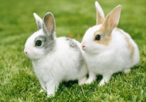 鼠、 牛、兔、龙、马、羊…等等等等