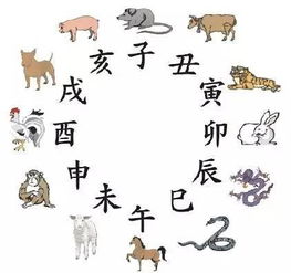 稀有青年属什么生肖？生肖珍藏版指的是什么？