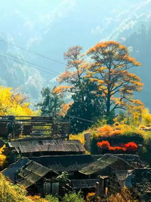 鄞州章水镇茅镬村：浙东第一古树村