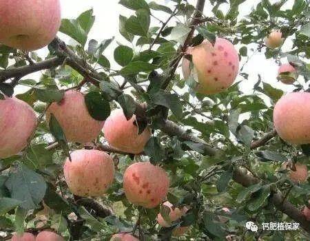 果树摆放风水好吗,果树摆放风水好吗