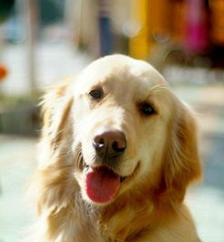 2. 女猪的性格特点