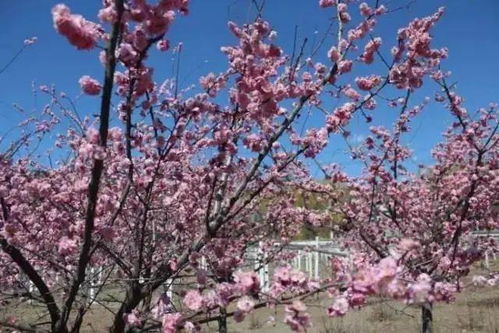 一、 为哪些说4月才是踏青季节的“最佳时机”