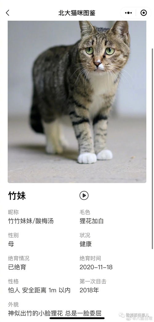 谁是那位懂得禅修的猫咪？——一场关于名字与猫咪的疯狂邂逅