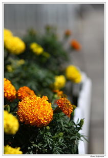 假花与真花混搭实验