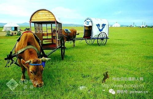哈萨克族：游牧文化传承，草原风情独特