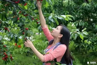 采摘体验：花钱买罪受的艺术