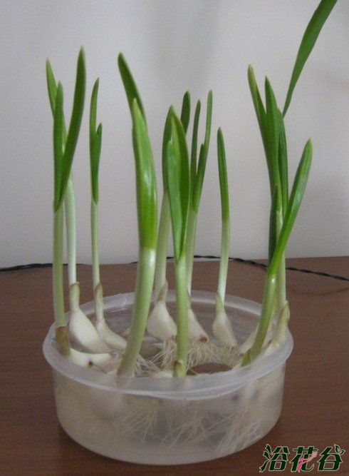 寒兰用多大的盆种养,寒兰用多大的盆种养