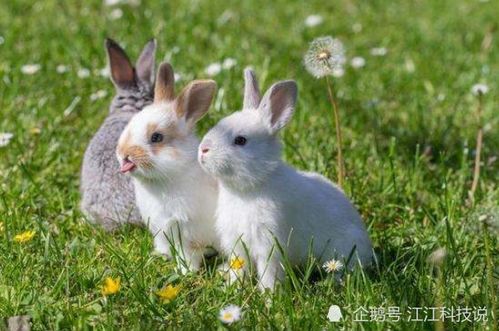 属兔人为何既出息又善良，且具备哪三个聪明特质？