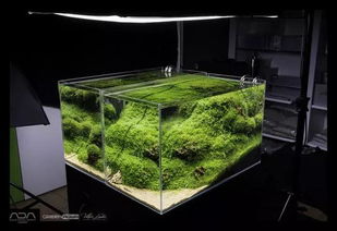 鱼缸养虾的风水,鱼缸养虾的风水