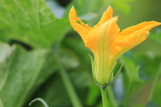 南瓜花盆景欣赏,南瓜花盆景欣赏