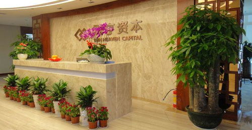 公司前台摆什么植物好,公司前台摆放植物风水